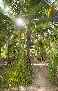 在棕榈树种植园种植的椰子棕榈冠上图片