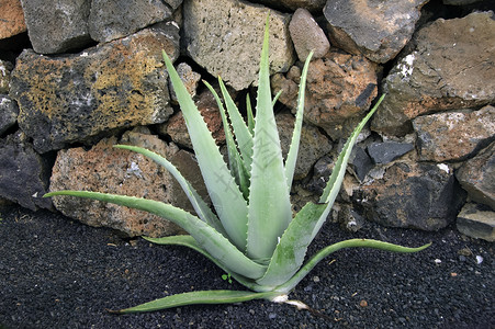 芦荟植物图片