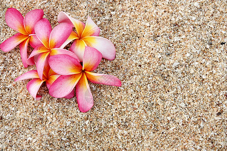 白色沙滩上的粉色Leelawadee花图片