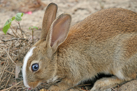 吃东西时长耳朵的兔子的蓝色大眼睛图片