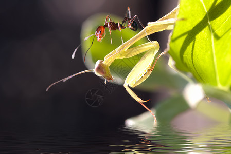 螳螂和蚂蚁图片