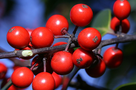 森林中冬青树上的红浆果背景图片