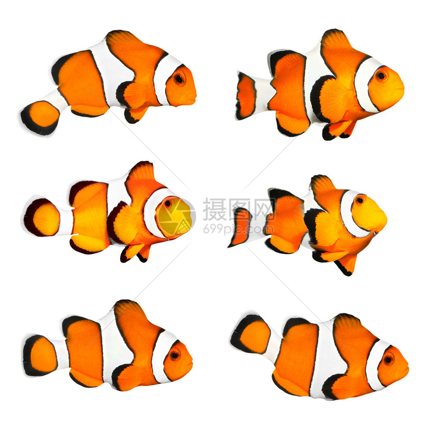 热带珊瑚鱼的大集合小丑鱼Amphiprionocellaris在白色图片
