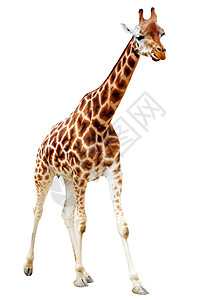 长颈鹿野生动物图片