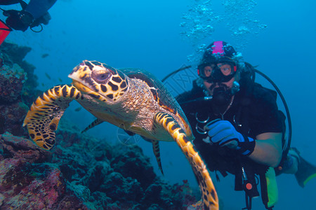 从马尔代夫潜水员游离的鹰嘴龟EretmochelysInpr背景图片