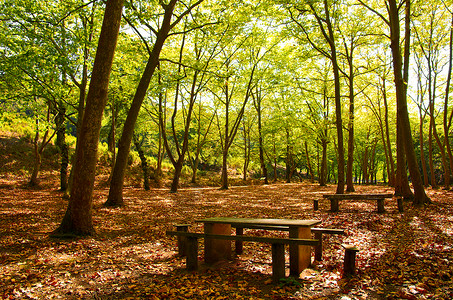 秋天的自然公园树木和落叶图片