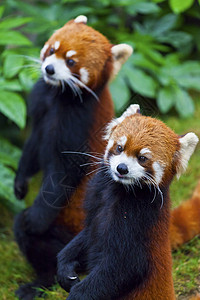 小红熊猫濒危物种图片
