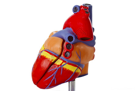 医疗示范心脏模型孤图片