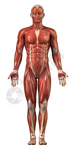 胸锁乳突肌人类肌肉系统解剖背景