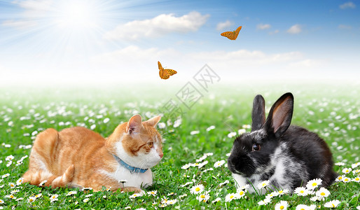 蓝天上有猫和蝴蝶的可爱兔子图片
