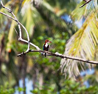 在斯里兰卡的翠鸟图片