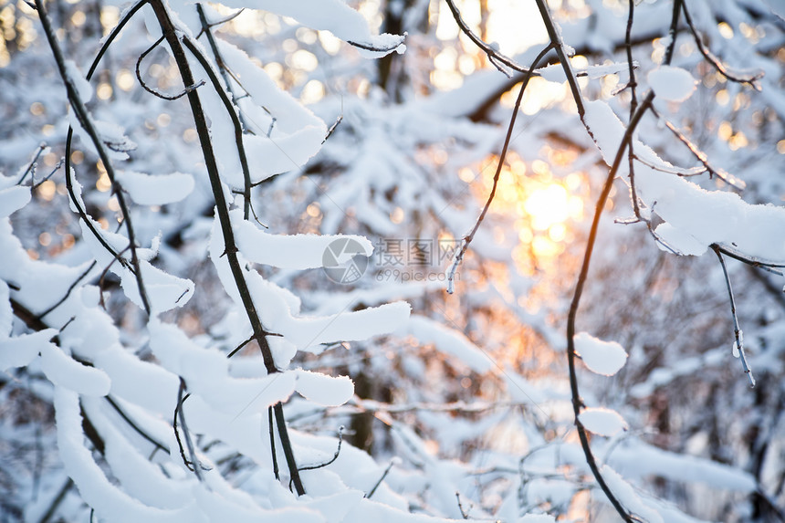 白雪森林夜晚有阳光照图片