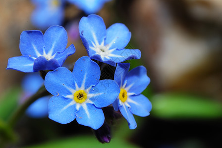 花园中新鲜的蓝色不忘于花朵和美图片