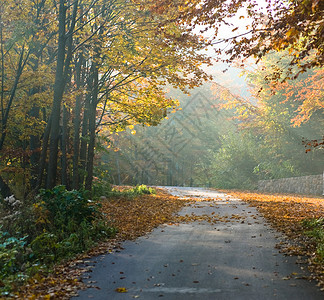 秋景中的林道图片