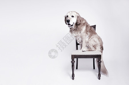坐在椅子上的狗工作室肖像图片