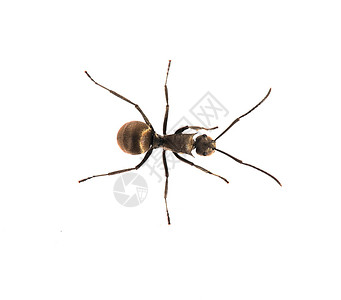 蚂蚁质背景图片