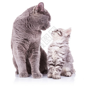 一只成年英国猫和一只小猫的美丽肖像图片