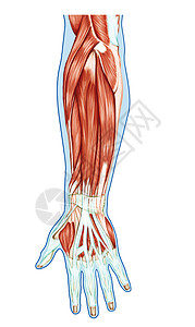 肌肉系统解剖手前臂手掌肌肉肌腱韧带图片