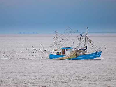 在海鸥包围的waddensea上的渔船图片