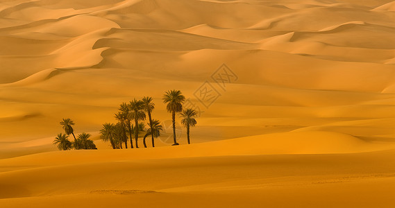 撒哈拉沙漠的桑迪沙丘和棕图片