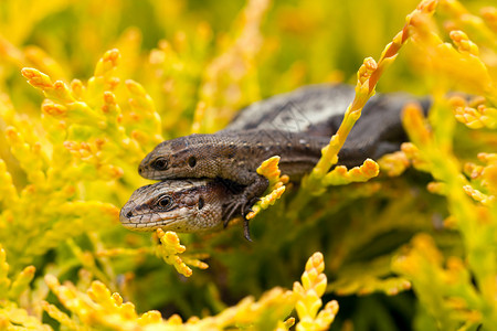 两只蜥蜴被称为维帕罗斯蜥蜴或动图片