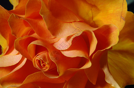 甜美芬芳的美丽黄玫瑰图片