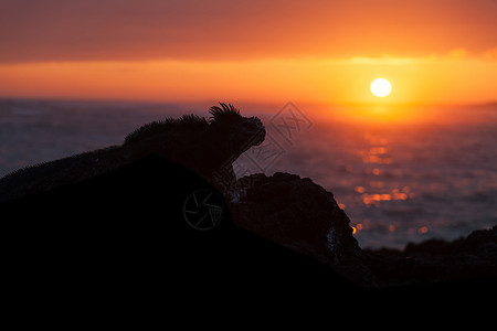 加拉帕戈斯日落时岩石图片