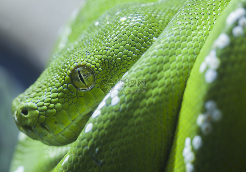 绿色的蟒蛇靠近眼睛图片