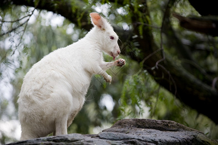 澳大利亚动物园AlbinoKangerooFeath图片