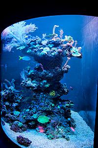 热带双鱼座水族馆图片