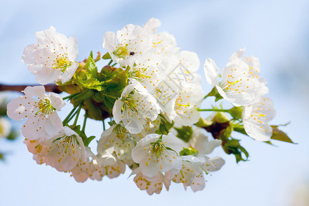 花开苹果树图片