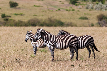 肯尼亚MaasaiMara公园的图片