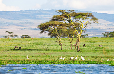 非洲肯尼亚的奈瓦沙湖高清图片