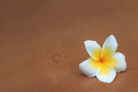 棕色沙石上白花和黄绿色的freangipani花图片