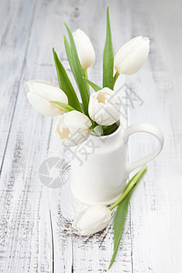 白色的白郁金香春花束白本图片