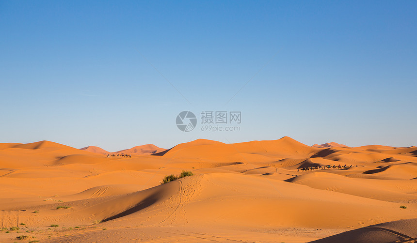 日落时沙漠上骆驼商队的侧视图图片