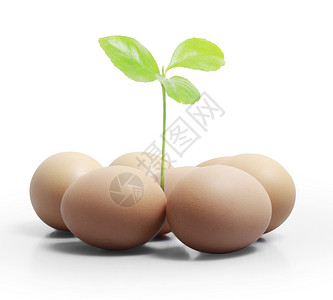 白色背景上的鸡蛋和植物图片