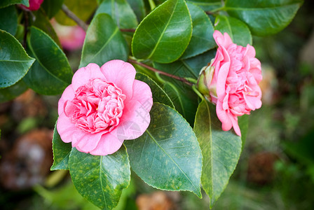 树上的日本山茶花图片