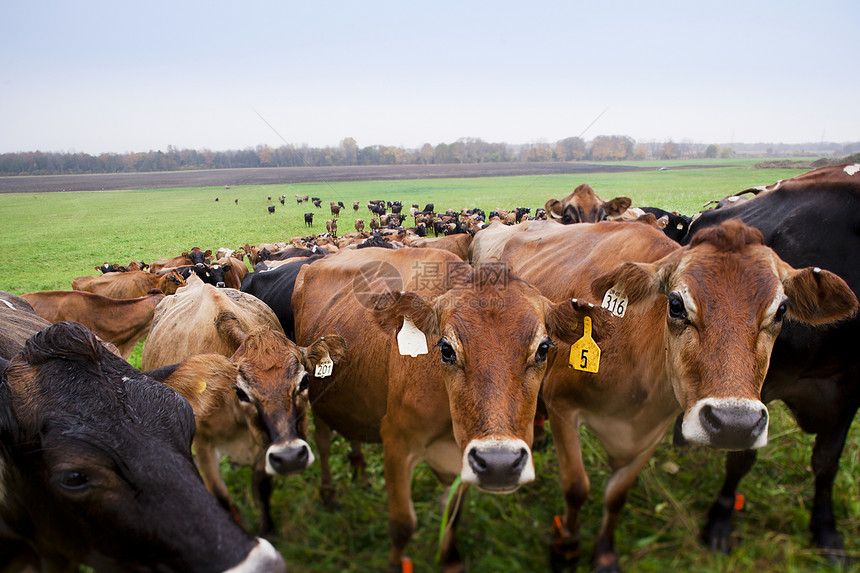 漫步在草地上的农场奶牛群图片