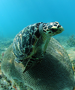 Hawksbill海龟濒危物种图片