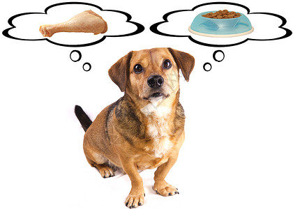 饥饿的狗和饮食图片