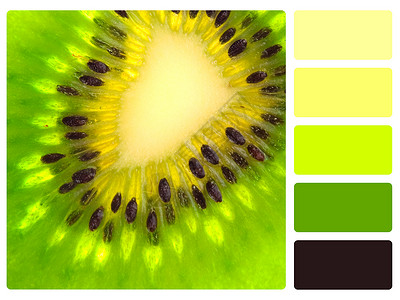 绿色kiwi彩色调盘配图片