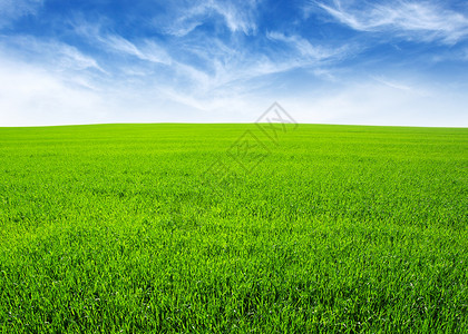 绿草场和明亮的蓝天图片