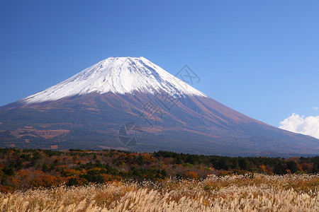 富士山与日本银草在秋天日本图片