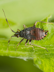 跳虫一片绿色叶子的弹尾昆虫SpringtailsColembola是现代六足动物三个谱系中最大的一个背景