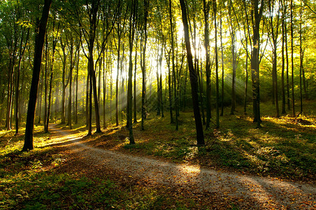 波兰的森林景观图片