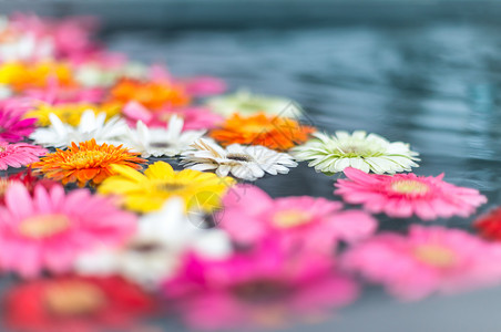 漂浮在水中的不同鲜艳颜色的美丽脆弱的花朵花卉和自然背景明亮的颜色图片