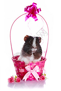 在篮子里的豚鼠豚鼠和玫瑰豚鼠和鲜花小宠图片