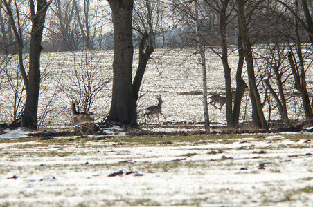 冬天的敌鹿形象图片