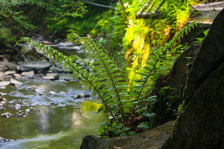 美丽的fern叶Cyathealepifera图片